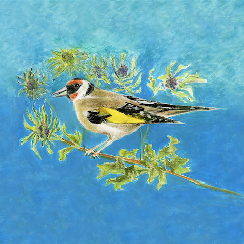 Artists on Cards Ltd goldfinchQVh Goldfinch  
