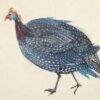 Greeting card featuring a speckled Guinea fowl with dark blue feathers on a creamy white background. Artists on Cards