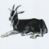 Greeting card featuring a relaxed black goat lying down, titled “Happy Goat.”