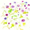 Herb Robert