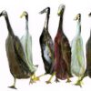 Indian Runners