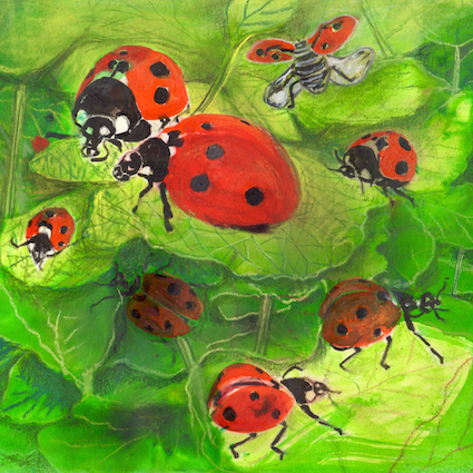 Artists on Cards Ltd ladybirds769 Ladybirds  