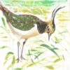 Lapwing