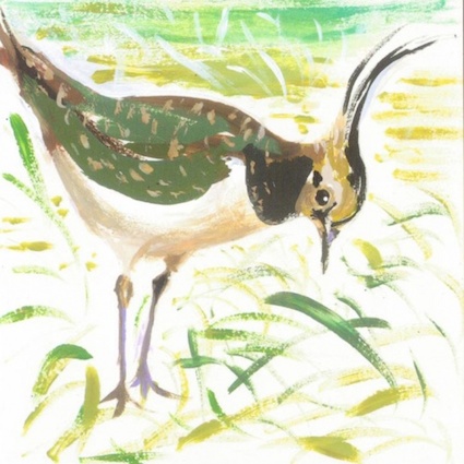 Artists on Cards Ltd lapwing526 Lapwing  