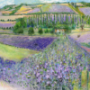 Lavender Fields, Shoreham Valley