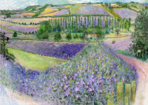 Artists on Cards Ltd lavenderfieldsshorehamvalleyeL0-300x214 Lavender Fields, Shoreham Valley  