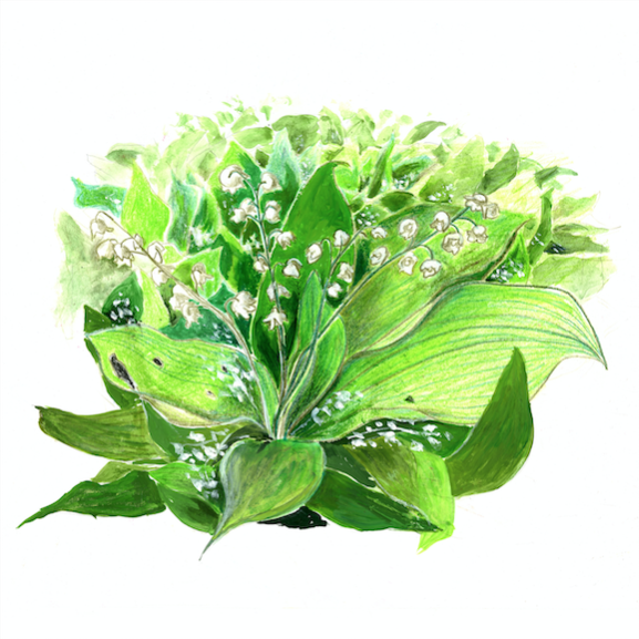 Artists on Cards Ltd lilyofthevalleyQKNE LILY OF THE VALLEY  