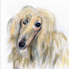 Greeting card featuring an Afghan Hound, creative animal illustration titled 'Maggie May'