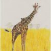 Greeting card featuring an artistic illustration titled 'Massai Giraffe', ideal for animal lovers