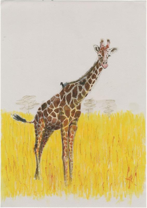 Artists on Cards Ltd massaigiraffeqvOz Massai Giraffe  