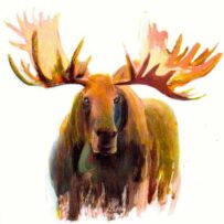 Moose