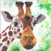 Greeting card with a proud animal character titled "Nobody Wonderful Like Me!" — bold and uplifting design