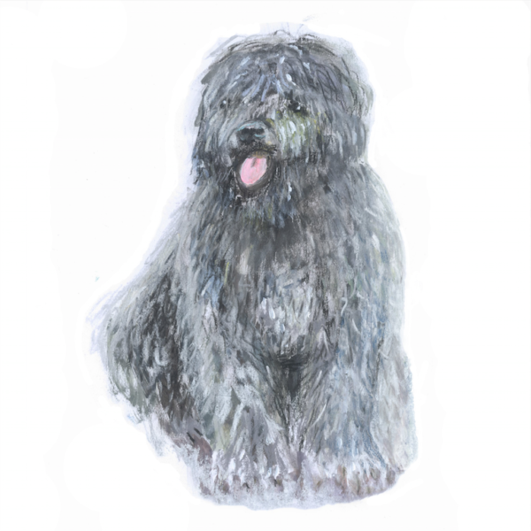 Otto