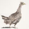 Partridge Collage (Bubble wrap)