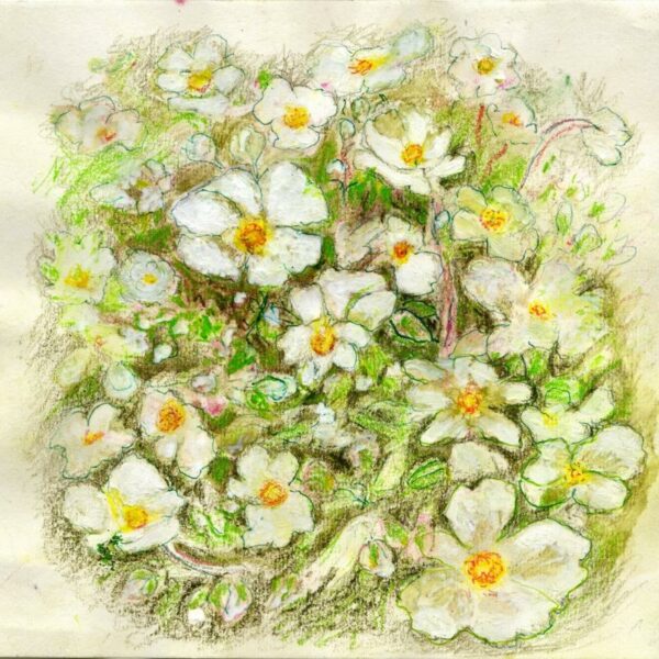 Potentilla
