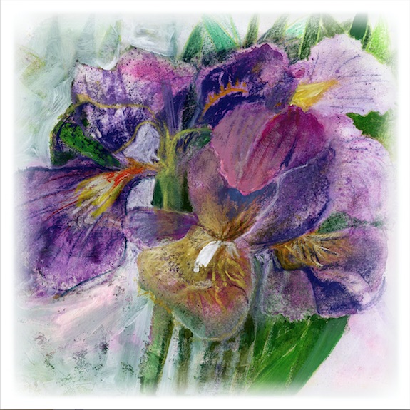 Artists on Cards Ltd purpleiris81NF Purple Iris  