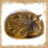 Greeting card featuring an artistic animal illustration titled 'Sleeping Cat', ideal for animal lovers