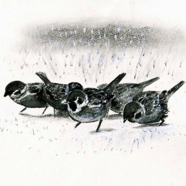 Sparrows in the Snow