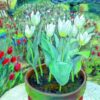 Spring Garden