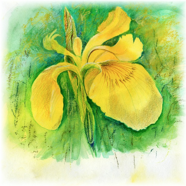Artists on Cards Ltd yellowiris12TZ Yellow Iris  