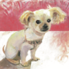 Chihuahua, Sophie's Rupert