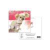 Chihuahua, Sophie's Rupert - Image 3