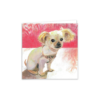 Chihuahua, Sophie's Rupert - Image 2
