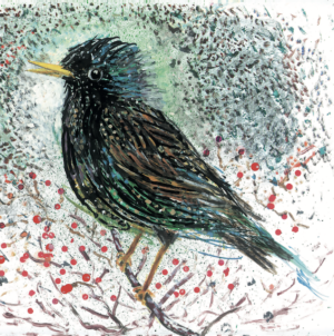 Artists on Cards Ltd SQL037-for-website-300x302 Starling  