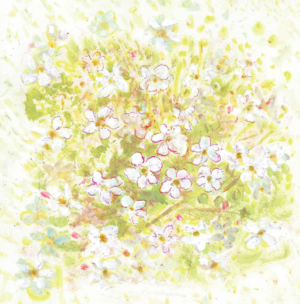 Artists on Cards Ltd SQL70-for-website-300x304 Meadow Wild Flower  