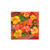 Nasturtiums - Image 2
