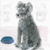 "charming illustration of a salt and pepper Schnauzer dog with a bright pink collar"