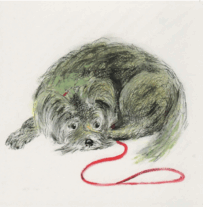 Schnauzer curled with red lead—The Chosen One art greeting card by Susan Horsfield