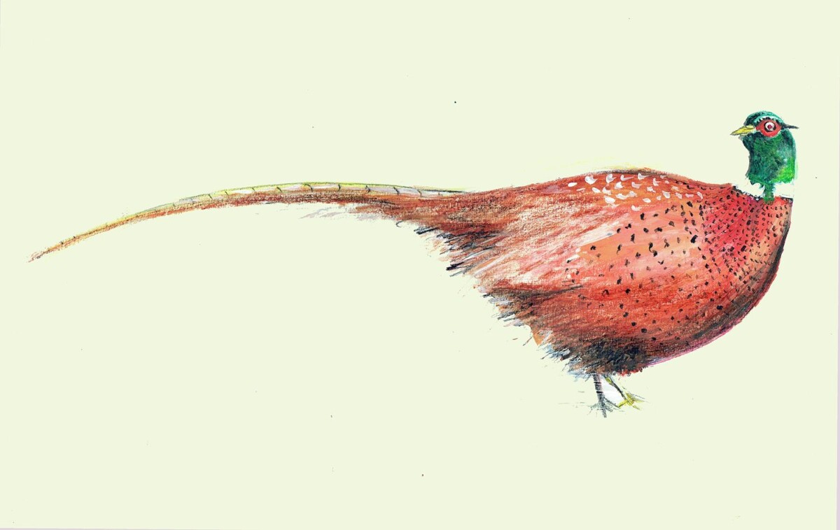 Artists on Cards Ltd 663b5115-595b-4ac0-9ca5-8dd4c926584b Pheasant Framed and Mounted GiClee Print  