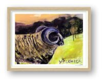 Framed print of Melchior the ram with a curled horn in a sunlit green field, artwork by Susan Horsfield