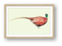 Pheasant framed Giclée print by Susan Horsfield showing a russet pheasant with a green head and long tail on a pale background.