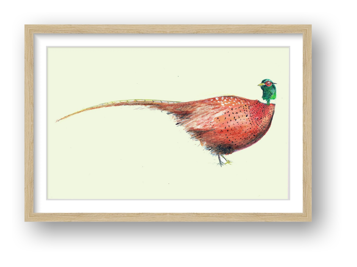 Artists on Cards Ltd Pheasant-framed-and-mounted-print Pheasant Study – Framed Giclée Country Bird Print  